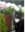 Andersdotter